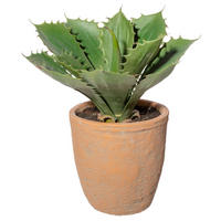 KUNSTPFLANZE Sukkulente 25 cm  - Naturfarben/Grün, Design, Keramik/Kunststoff (25cm) - P & B