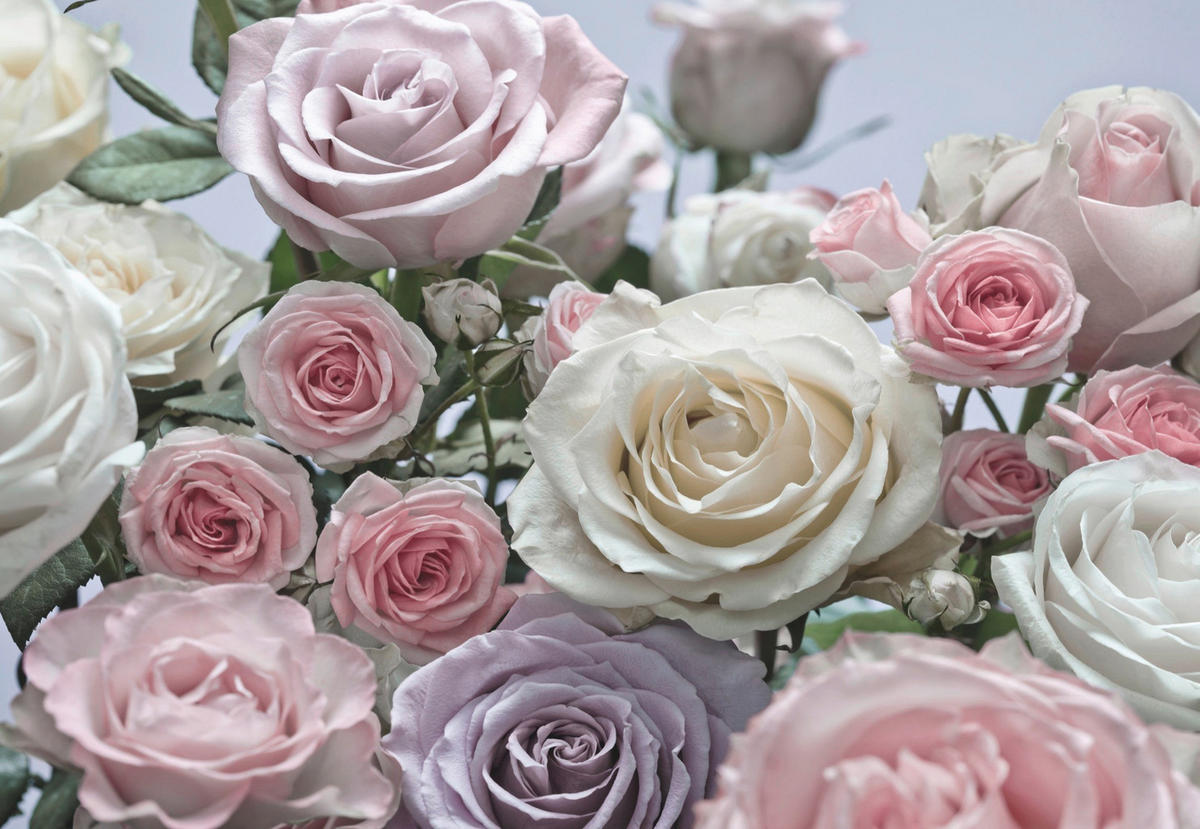 FOTOTAPETE Floraison  - Creme/Rosa, Natur, Papier (368/254cm) - Komar