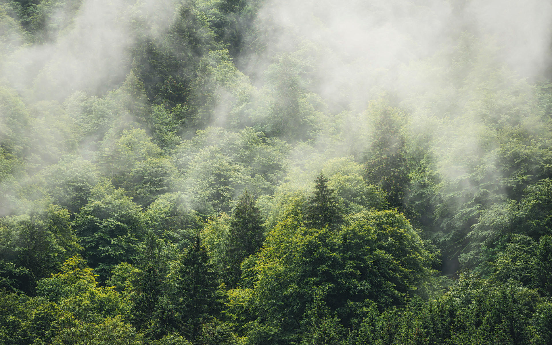 NON WOVEN-TAPET 400/250 cm  - Natur (400/250cm)