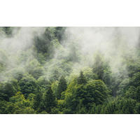 NON WOVEN-TAPET 400/250 cm  - Natur (400/250cm)