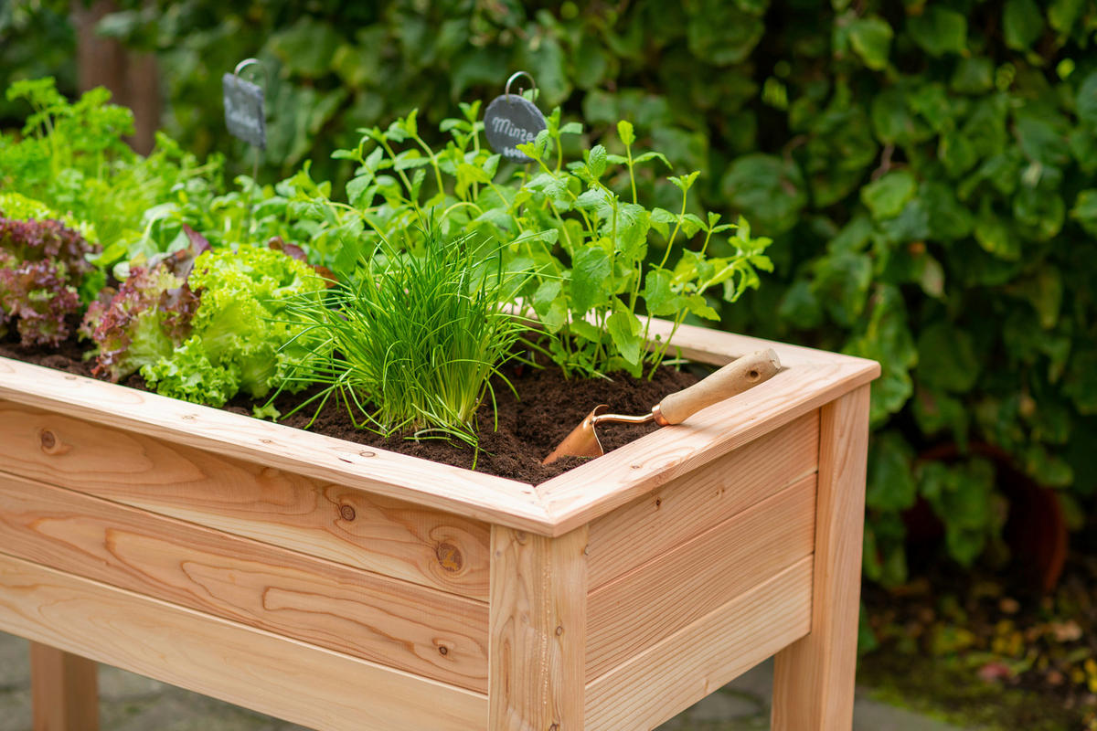 HOCHBEET  - Lärchefarben, Basics, Holz (120/75/65cm) - Ambia Garden