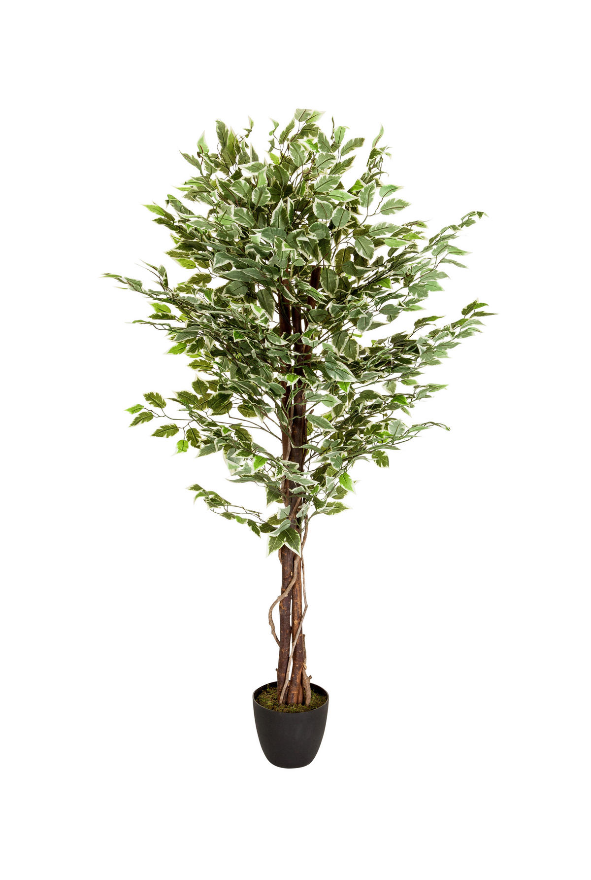 KONSTVÄXT Ficus Benjamina  - vit/grön, Basics, plast (80/165/80cm) - MID.YOU