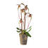 KUNSTBLUME Orchidee - Lila/Weiß, Kunststoff (70cm) KUNSTBLUME Orchidee - Lila/Weiß, Kunststoff (70cm)