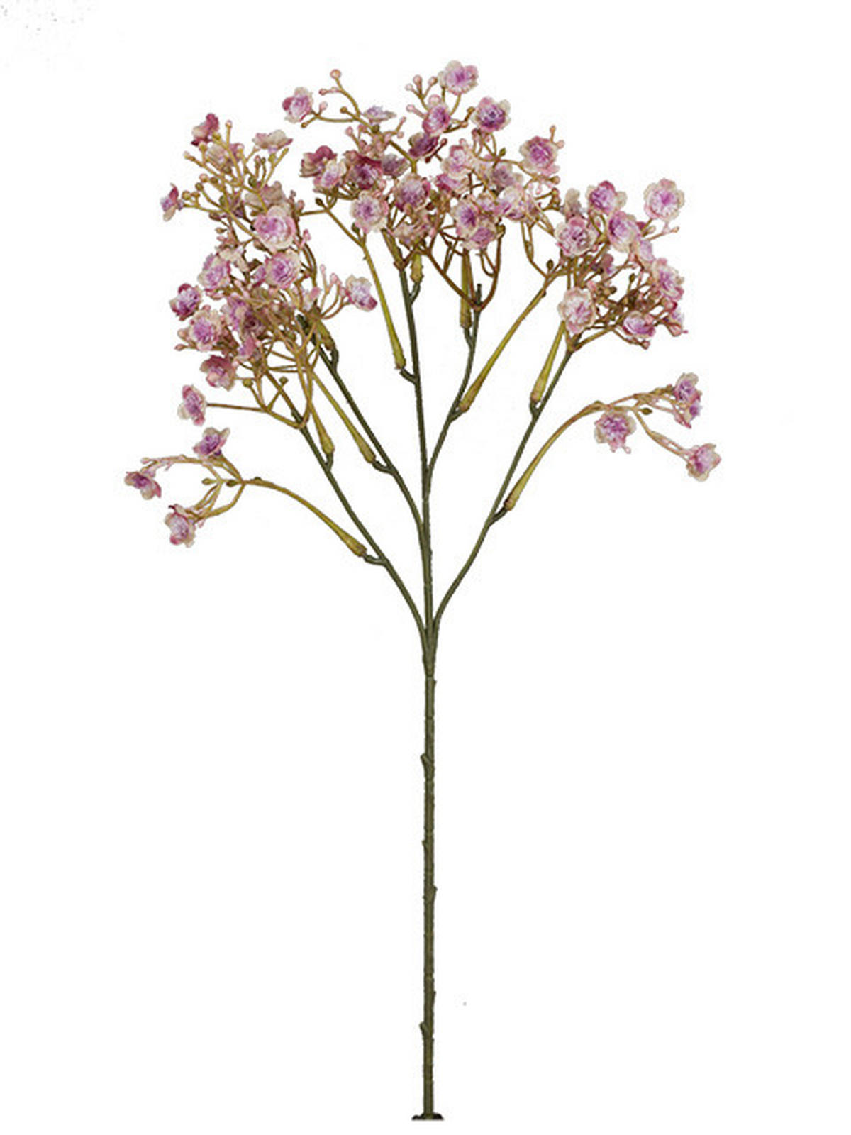GYPSOPHILA  - Altrosa, Basics (46cm)