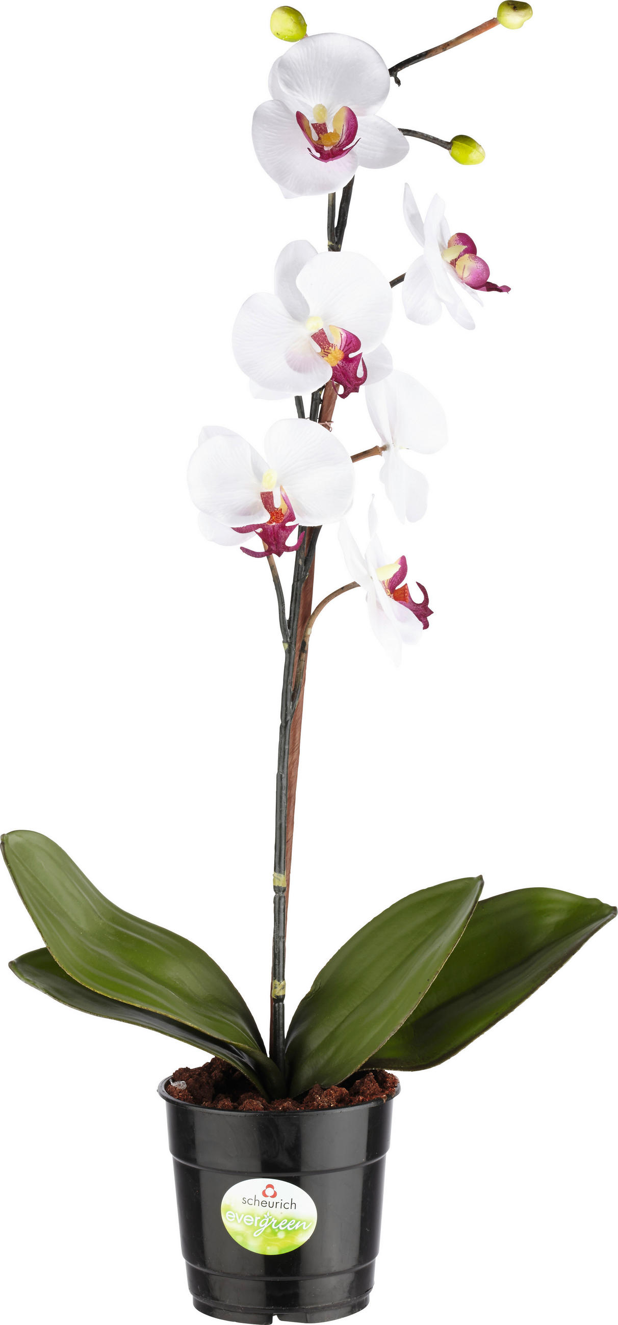 ORCHIDEE - Creme/Grün, Basics, Kunststoff (60cm)