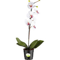 ORCHIDEE - Creme/Grün, Basics, Kunststoff (60cm)