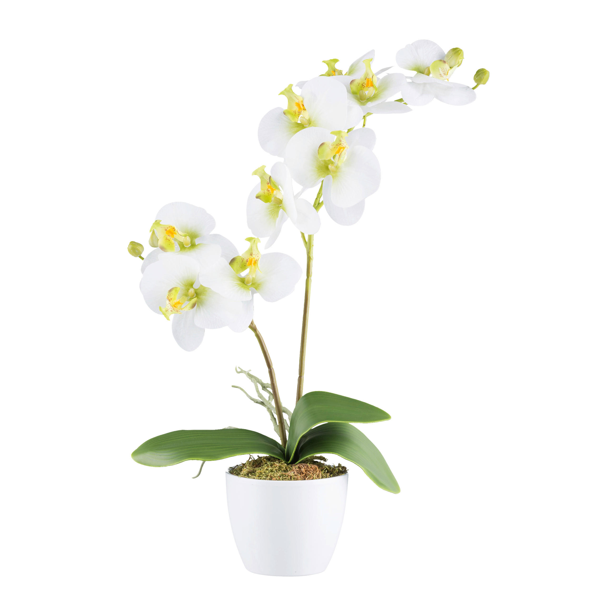 KUNSTPFLANZE Orchidee 57 cm  - Weiß/Grün, Design, Keramik/Kunststoff (57cm) - P & B