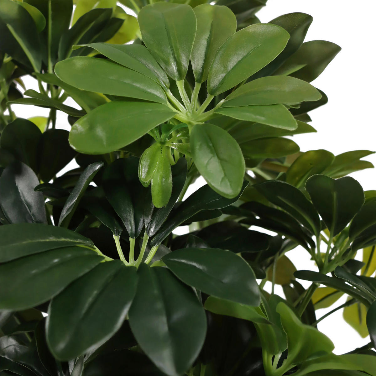 KUNSTPFLANZE Aralia  - Weiß/Grün, MODERN, Kunststoff/Metall (48/110/45cm) - MID.YOU