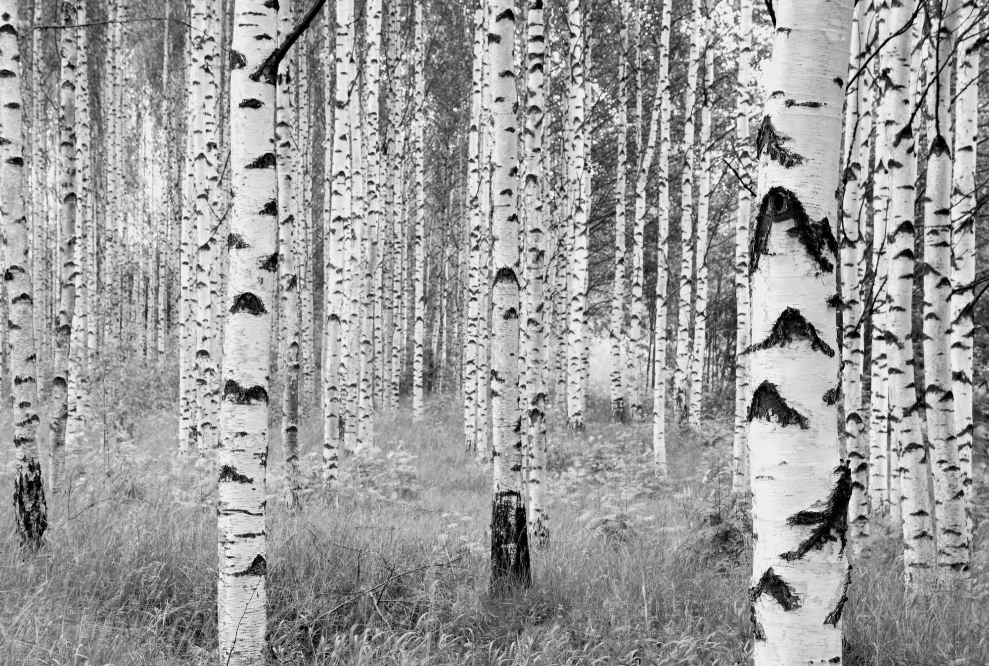 VLIESTAPETE WOODS  - Schwarz/Weiß, Natur, Papier (368/248cm) - Komar