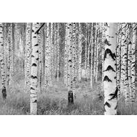 VLIESTAPETE WOODS  - Schwarz/Weiß, Natur, Papier (368/248cm) - Komar