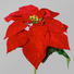 KUNSTBLUME Weihnachtsstern - Rot/Grün, Kunststoff (35cm) KUNSTBLUME Weihnachtsstern - Rot/Grün, Kunststoff (35cm)