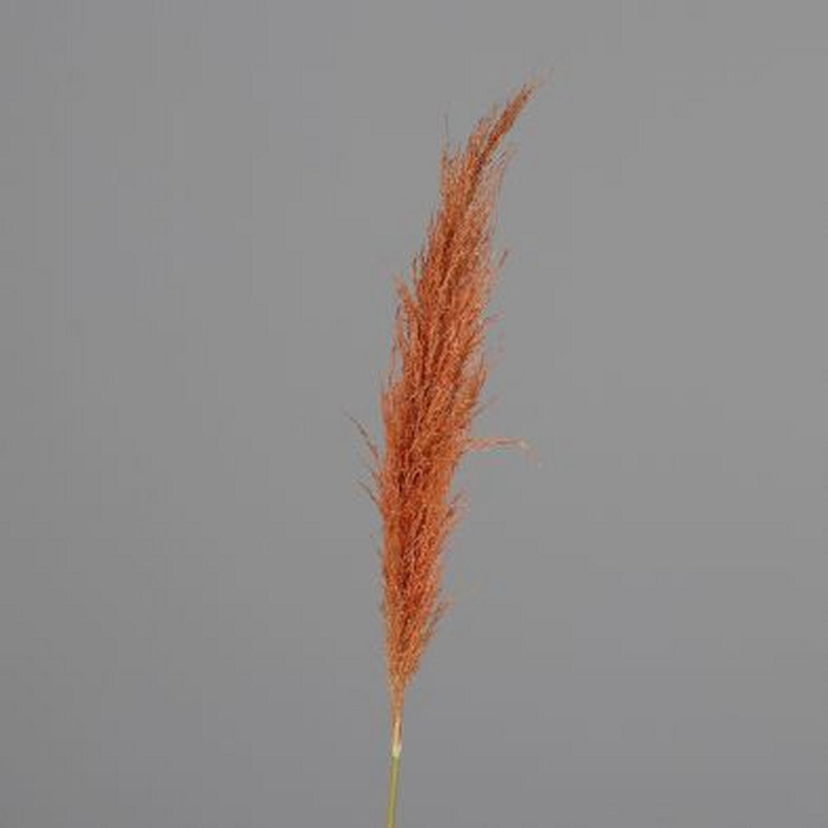 DEKORAČNÍ VĚTVIČKA pampová tráva 120 cm - oranžová, Basics, přírodní materiály (120cm)
