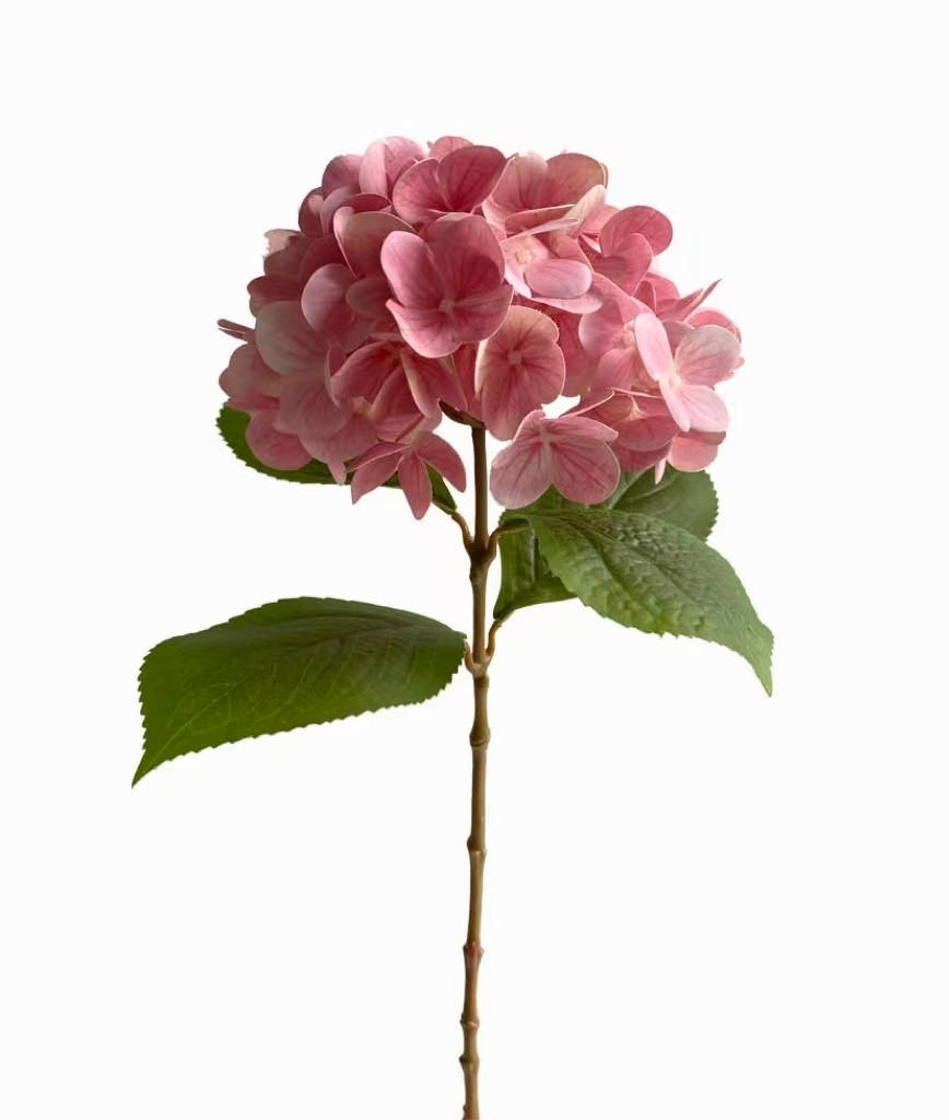 HORTENSIE  - Hellrosa, Basics (60cm)