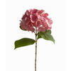 HORTENSIE  - Hellrosa, Basics (60cm)