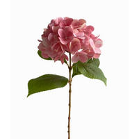 HORTENSIE  - Hellrosa, Basics (60cm)
