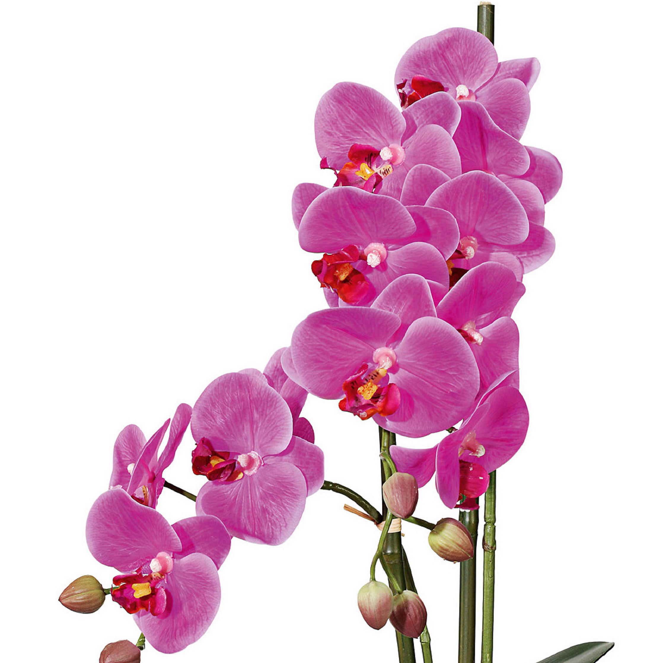 KUNSTPFLANZE Orchidee 50 cm  - Pink/Weiß, Design, Keramik/Kunststoff (50cm) - P & B