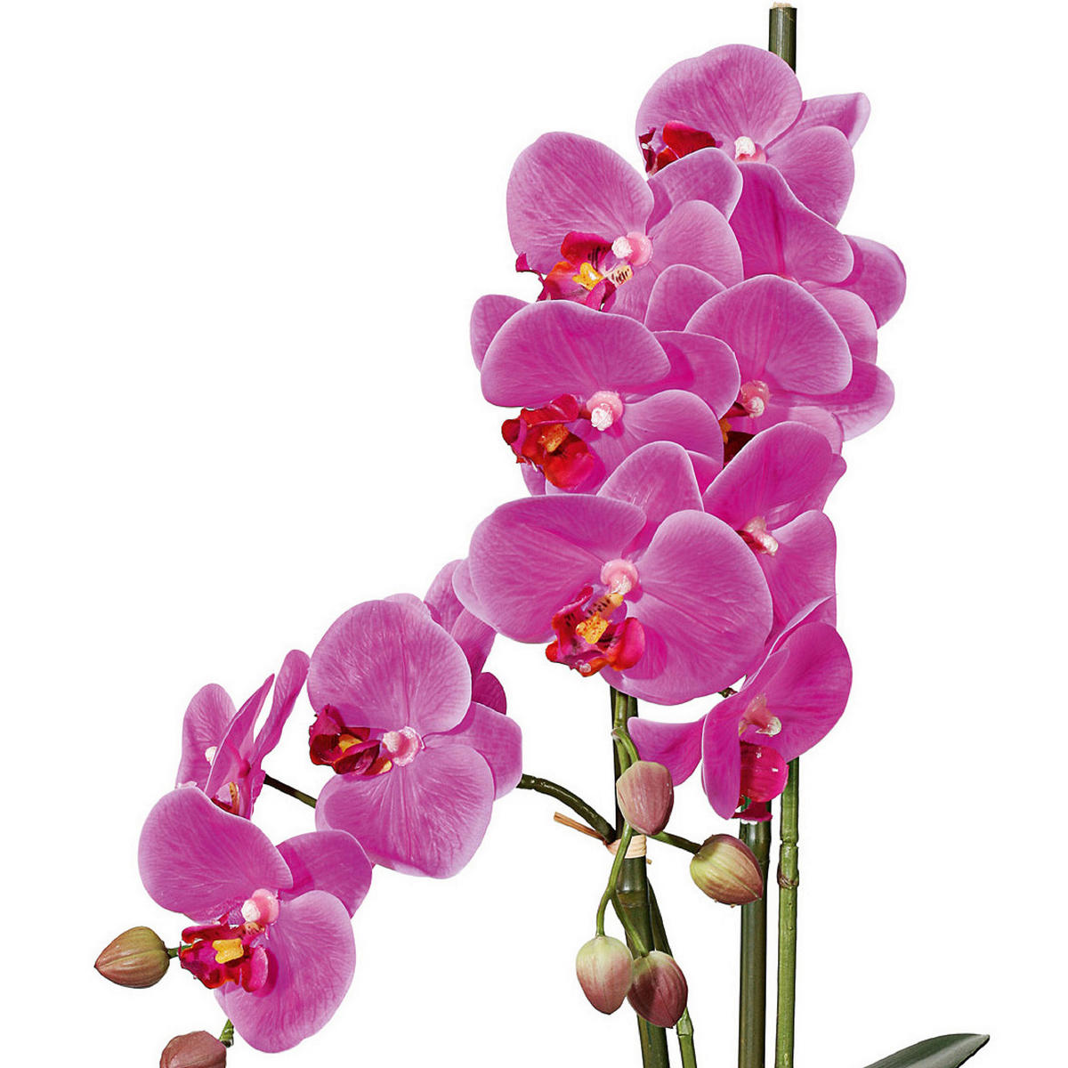 KUNSTPFLANZE Orchidee 50 cm  - Pink/Weiß, Design, Keramik/Kunststoff (50cm) - P & B