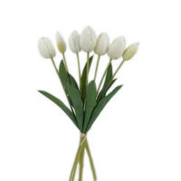 TULPE  - Creme/Weiß, Basics (ca. 48 cm cm)