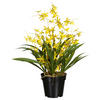 KUNSTPFLANZE Orchidee 60 cm  - Gelb/Schwarz, Design, Kunststoff/Textil (60cm) - P & B