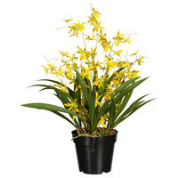 KUNSTPFLANZE Orchidee 60 cm  - Gelb/Schwarz, Design, Kunststoff/Textil (60cm) - P & B
