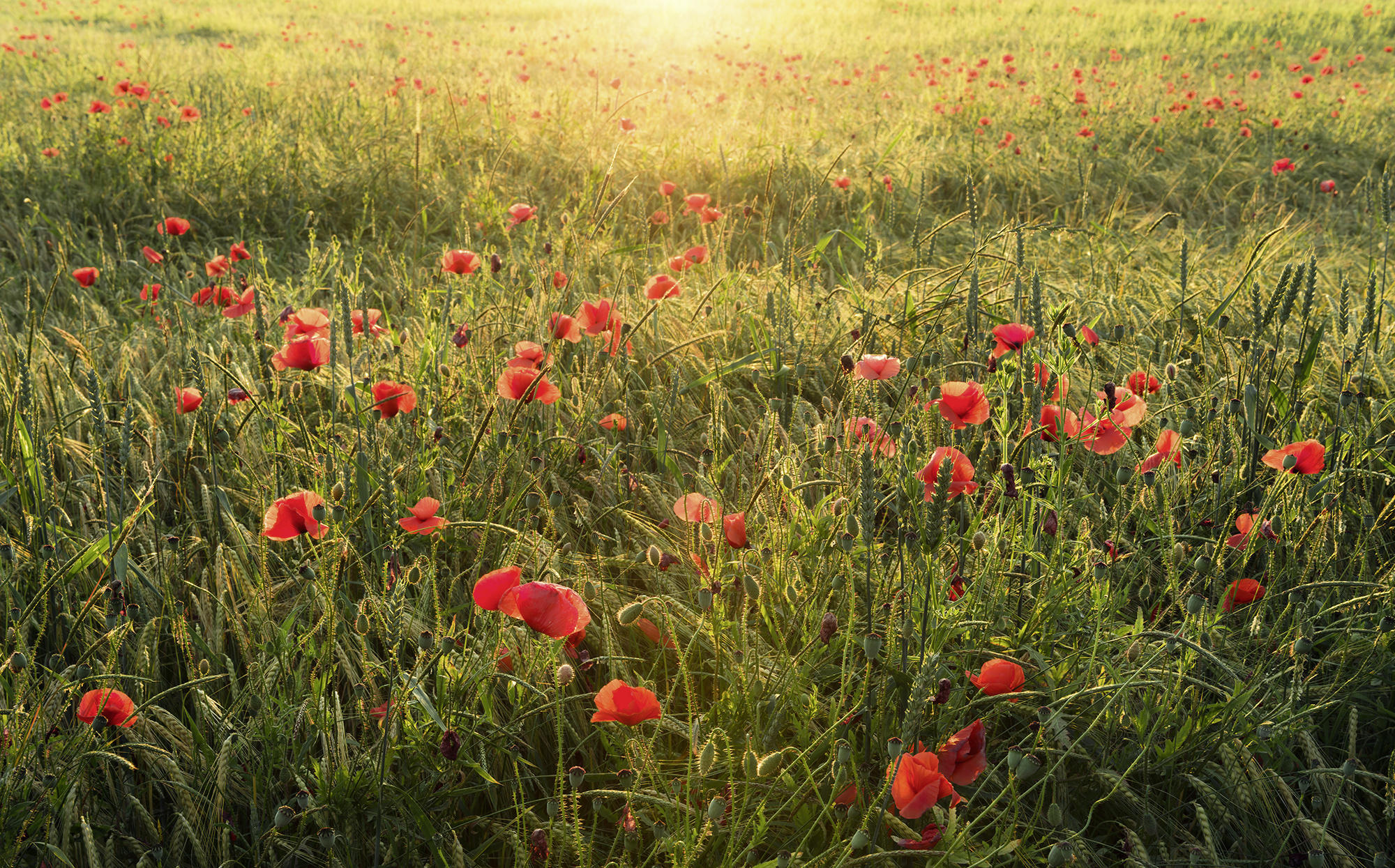 Xora Fototapete Grün, Rot 450x280 cm