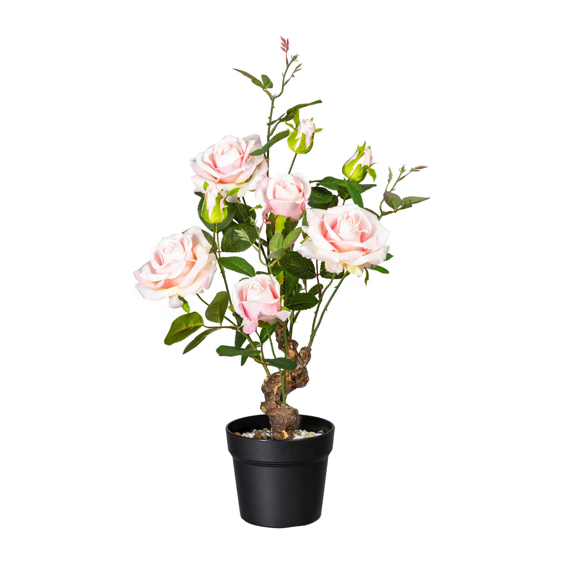 ROSE Rose  - Hellrosa/Schwarz, Basics, Kunststoff (40/65/40cm)