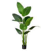 KUNSTPFLANZE Strelitzie 160 cm  - Schwarz/Grün, Basics, Kunststoff (160cm)