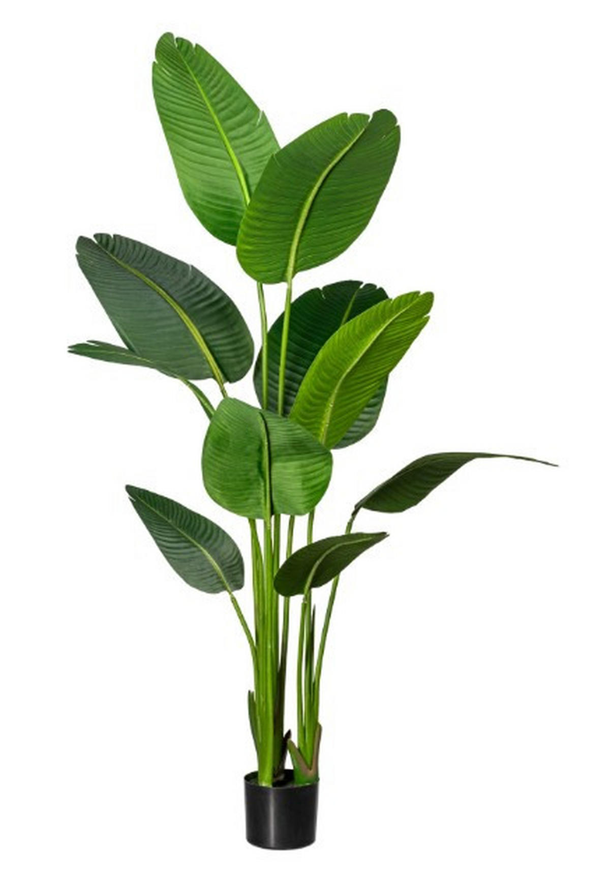 KUNSTPFLANZE Strelitzie 160 cm  - Schwarz/Grün, Basics, Kunststoff (160cm)