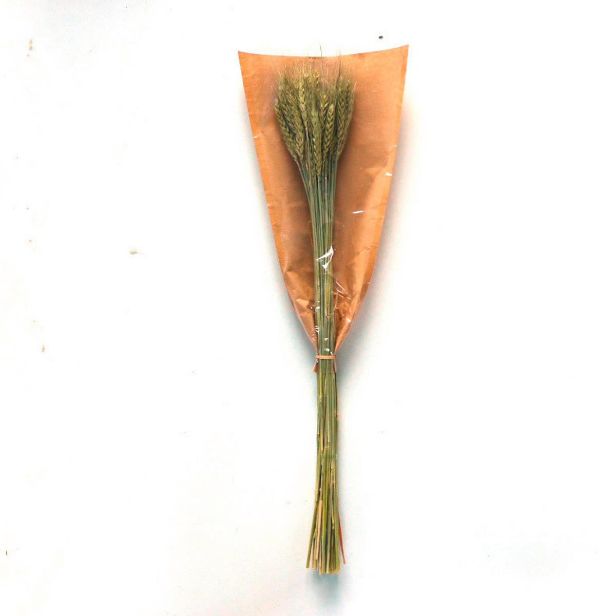TROCKENBLUME - Naturfarben, Basics (55cm)