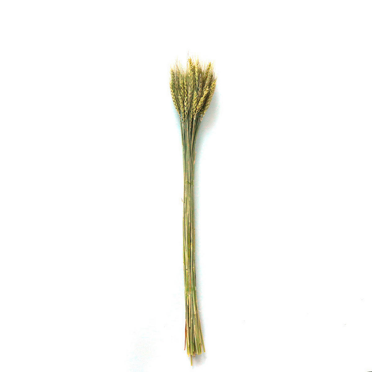 TROCKENBLUME - Naturfarben, Basics (55cm)