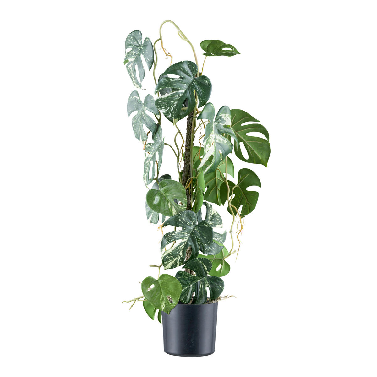 KUNSTPFLANZE Split Philodendron 66 cm  - Schwarz/Braun, Design, Kunststoff (66cm) - P & B