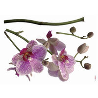 DEKOSTICKER Orchidee  - Pink/Weiß, Natur, Kunststoff (100/70cm) - Komar