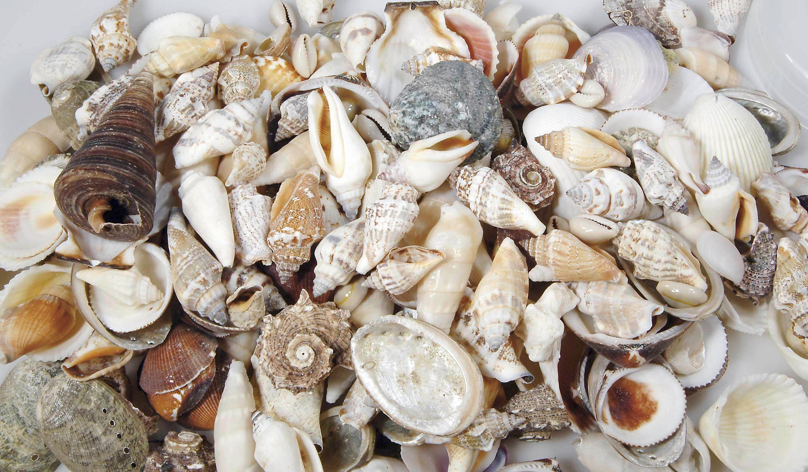 DEKOSAND - Naturfarben, Basics, Naturmaterialien (6,5/16/6,5cm) - Ambia Home