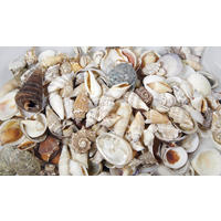 Streudeko Muschelmix - Naturfarben, Basics, Naturmaterialien (6,5/16/6,5cm) - Ambia Home