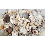 Streudeko Muschelmix - Naturfarben, Basics, Naturmaterialien (6,5/16/6,5cm) - Ambia Home