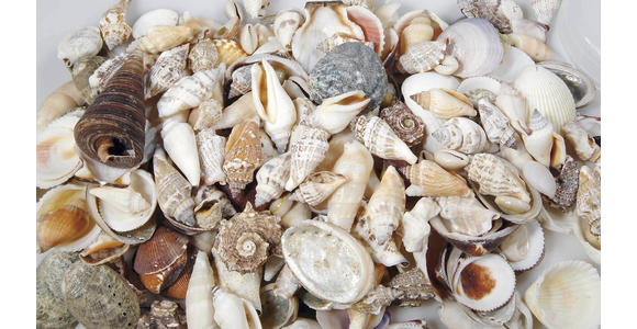 Streudeko Muschelmix - Naturfarben, Basics, Naturmaterialien (6,5/16/6,5cm) - Ambia Home