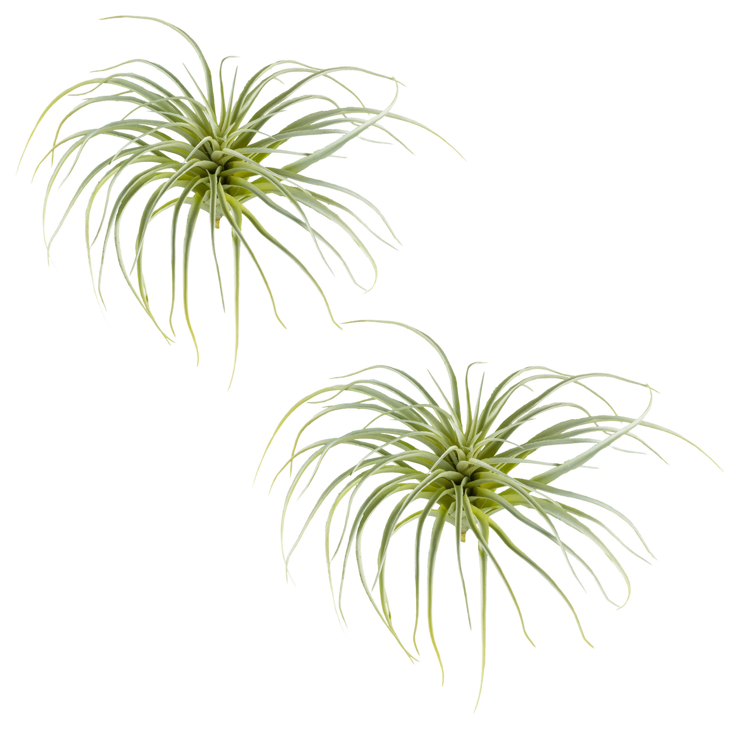 KUNSTPFLANZE Tillandsie 20 cm  - Hellgrün, Design, Kunststoff (20cm) - P & B
