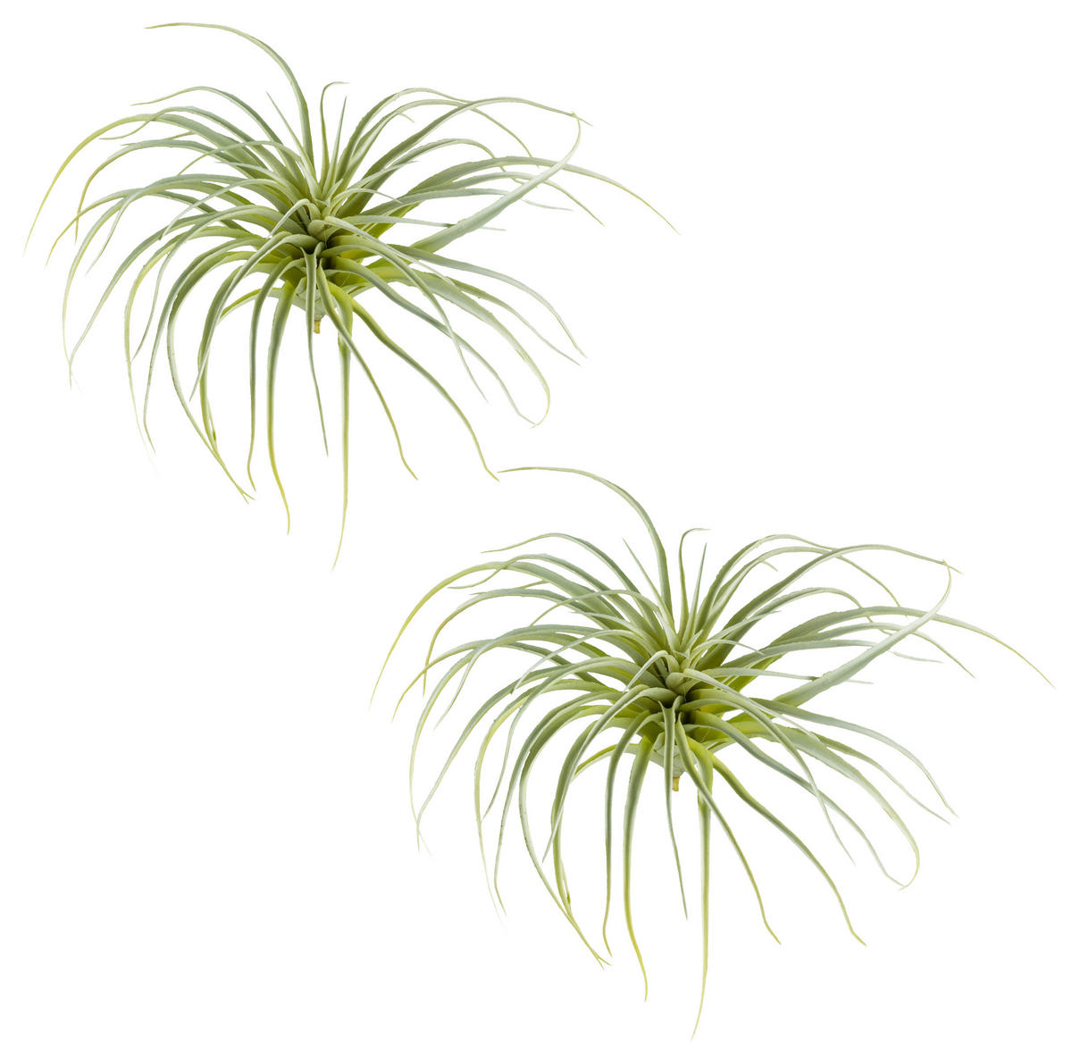 KUNSTPFLANZE Tillandsie 20 cm  - Hellgrün, Design, Kunststoff (20cm) - P & B