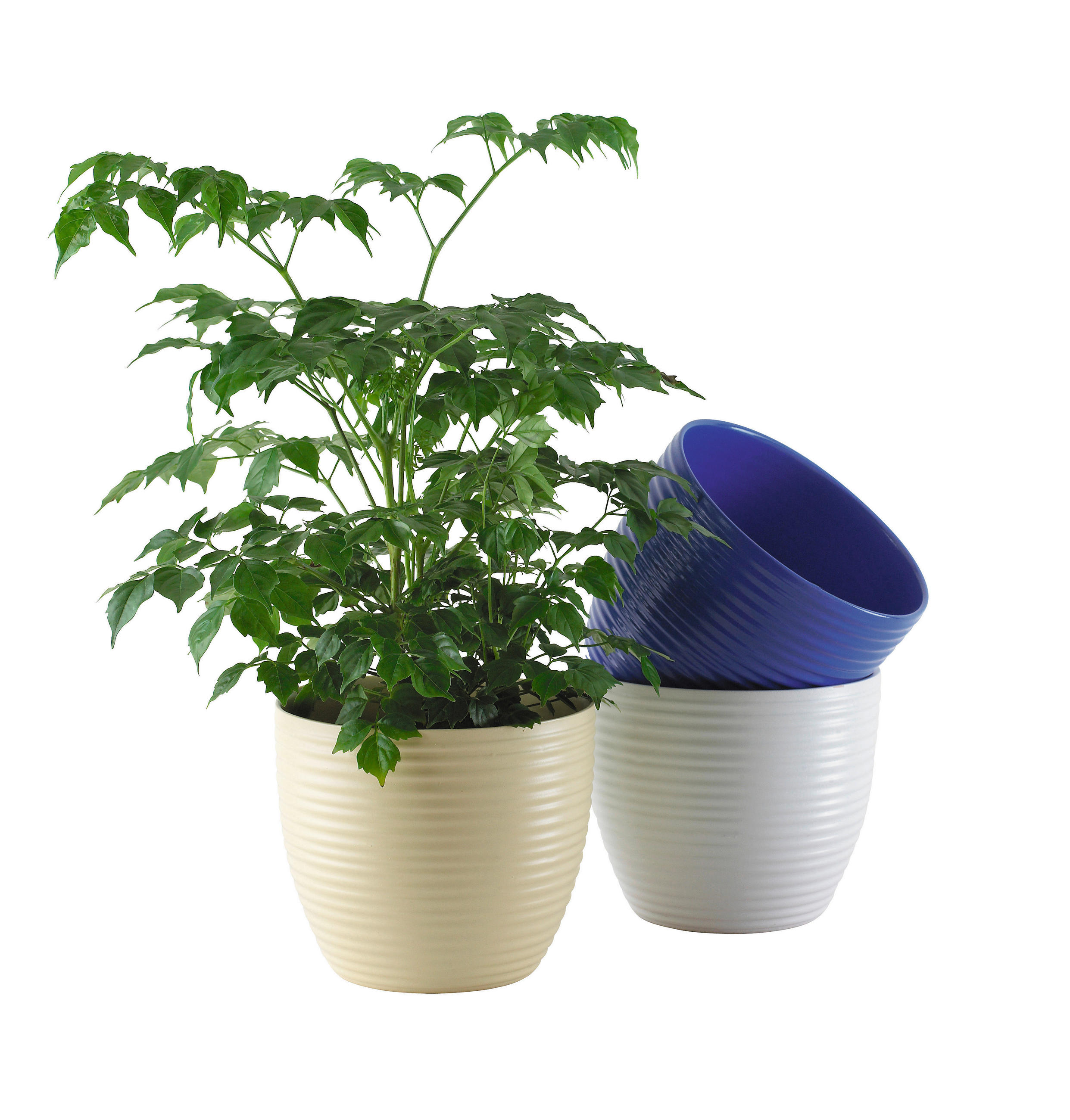 ÜBERTOPF 15,5/14,5 cm  - Hellgelb/Petrol, Basics, Keramik (15,5/14,5cm) - Ambia Home