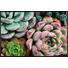 FUßMATTE 50/75 cm Blume Multicolor - Multicolor, Kunststoff/Textil (50/75cm) - Esposa FUßMATTE 50/75 cm Blume Multicolor - Multicolor, Kunststoff/Textil (50/75cm) - Esposa