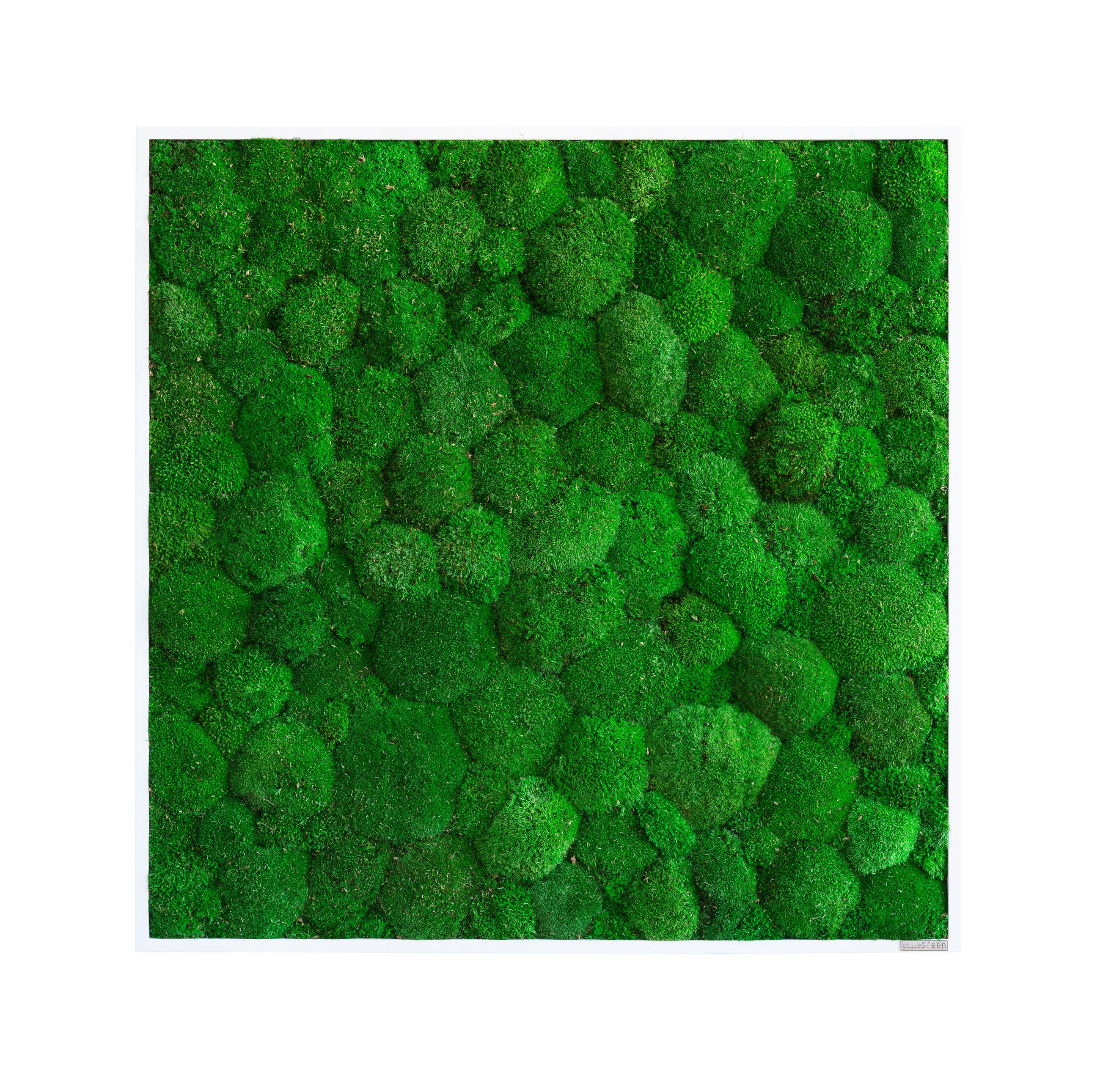 MOOSBILD Stylegreen  - Weiß/Grün, Basics, Naturmaterialien/Holz (80/80/7cm)