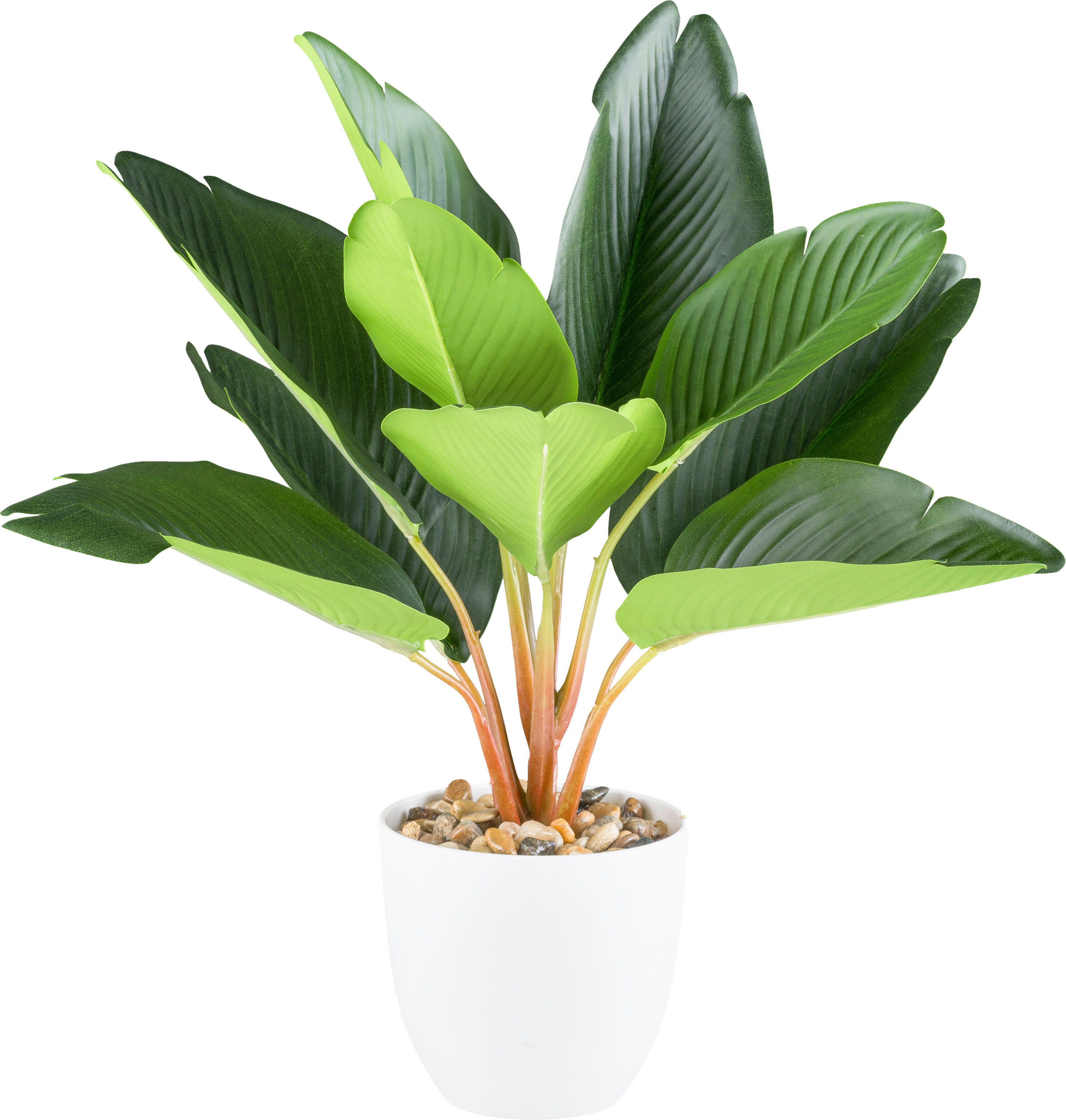 KUNSTPFLANZE Strelitzie 36 cm  - Braun/Weiß, Design, Kunststoff (36cm)