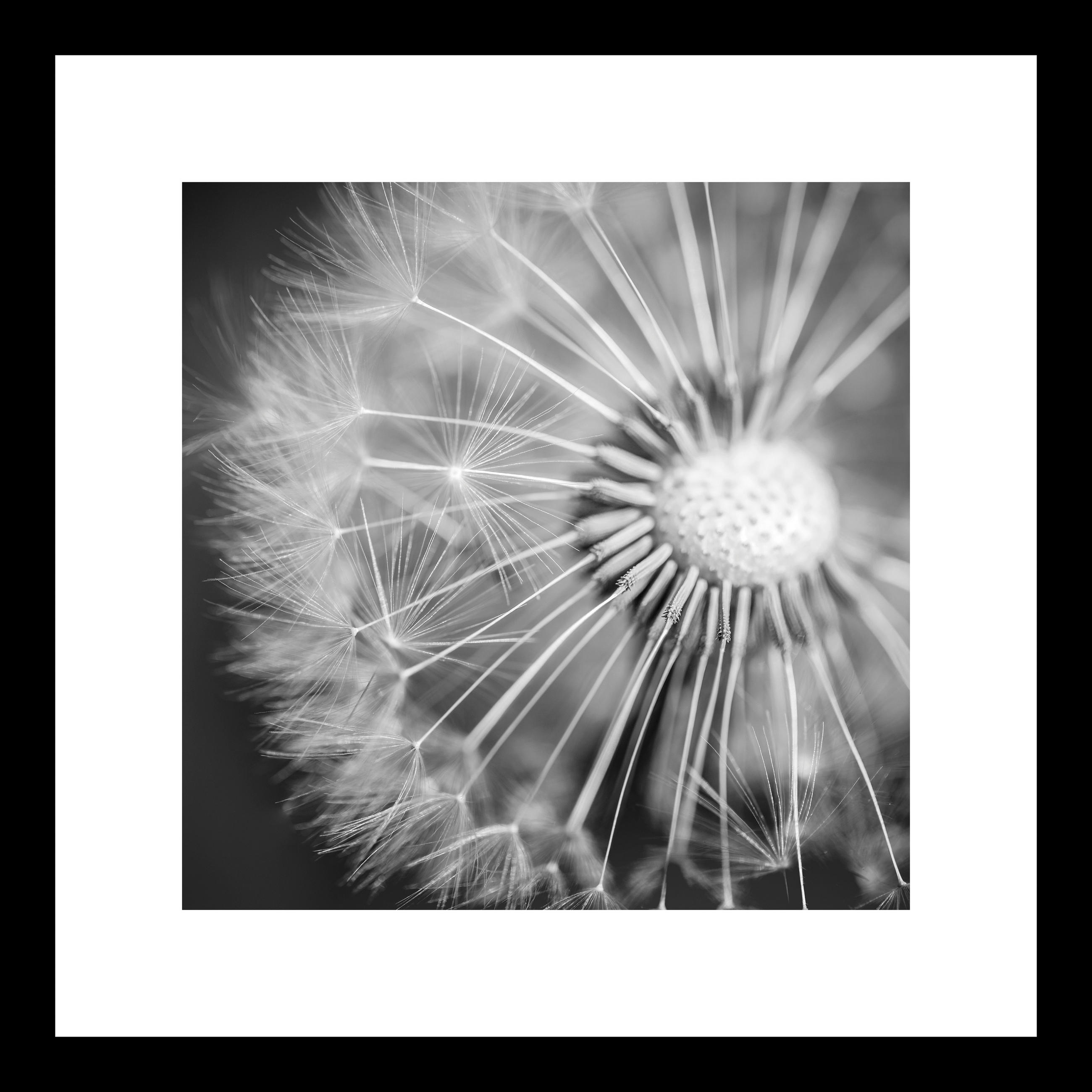 Euroart OBRAZ NA SKLE, květiny, 30/30/1,40 cm