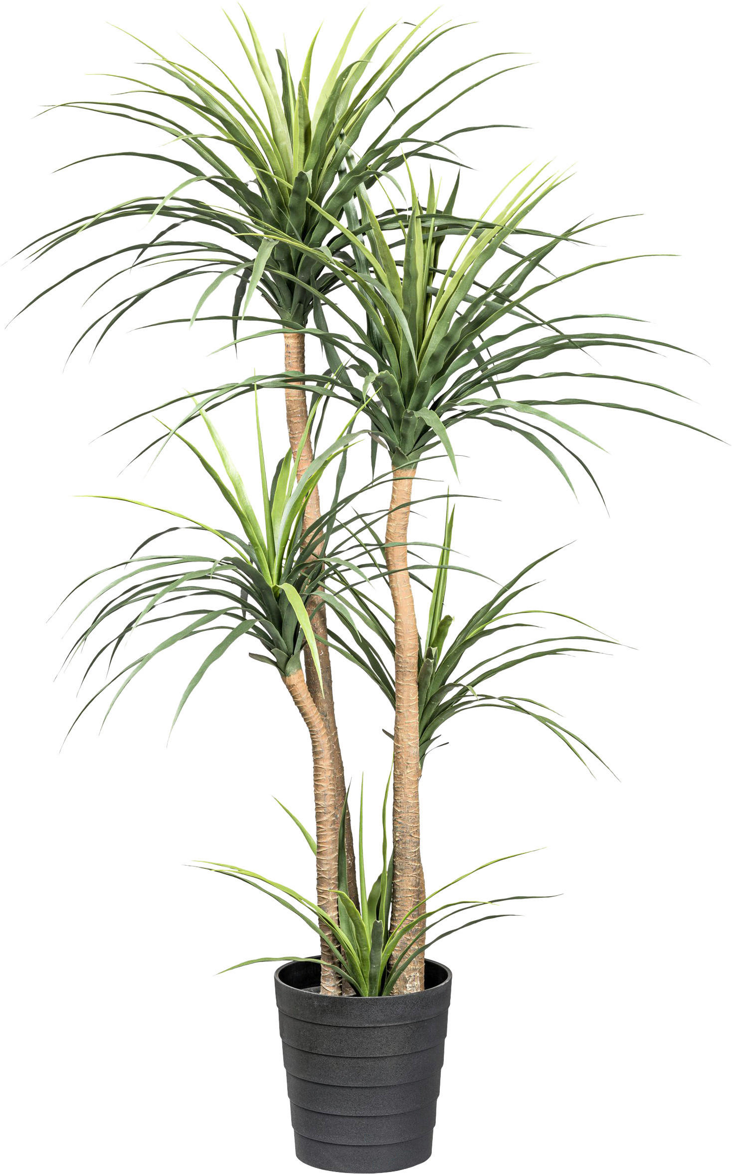 KUNSTPFLANZE Drachenbaum 160 cm  - Schwarz/Naturfarben, Design, Kunststoff (160cm) - P & B
