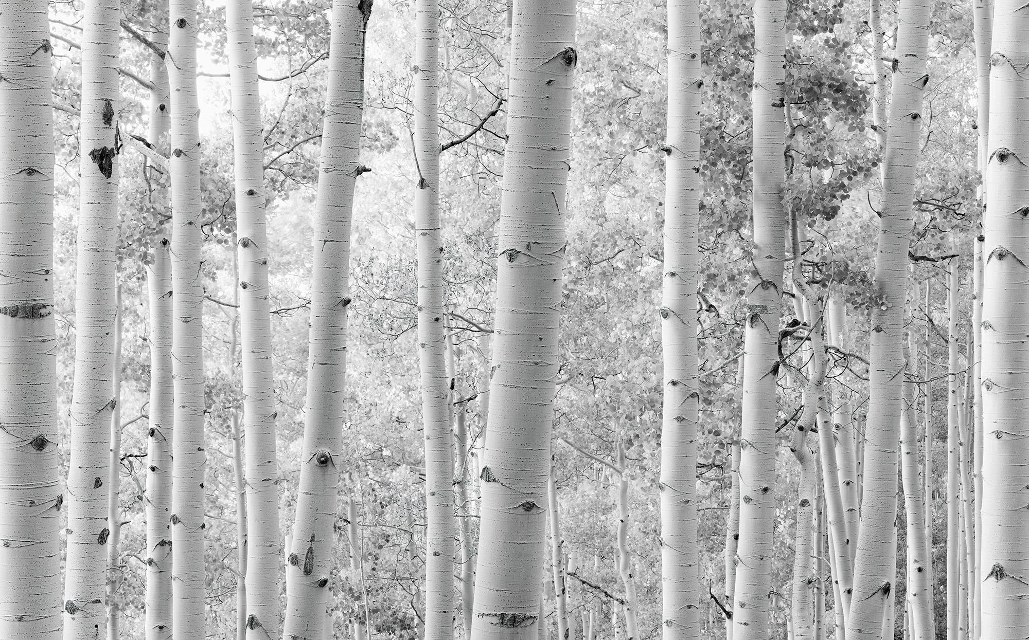 Xora Fototapete Schwarz, Weiß 450x280 cm