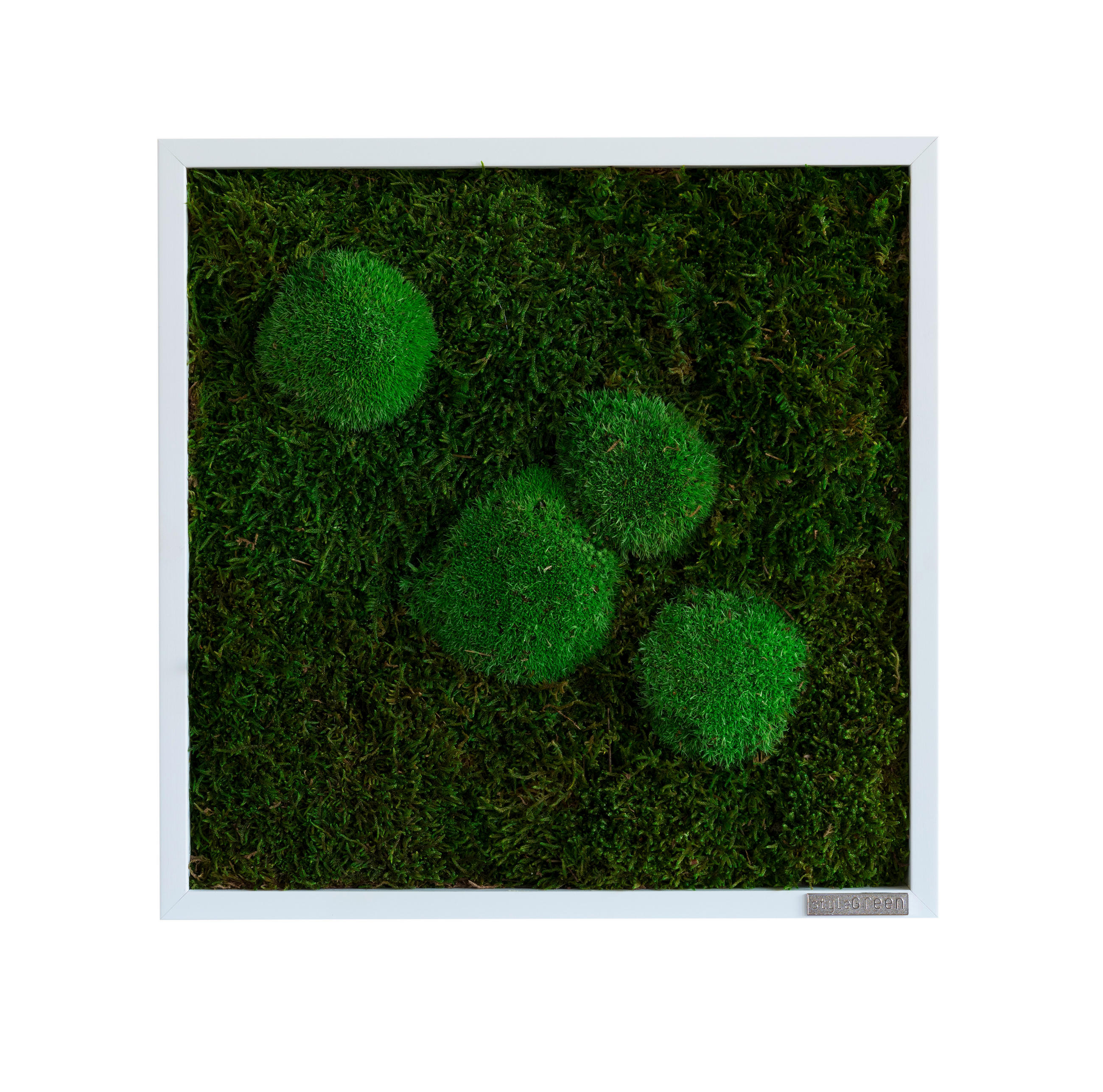 MACHOVÝ OBRAZ - biela/zelená, Basics, drevo/prírodné materiály (35/35/6cm)