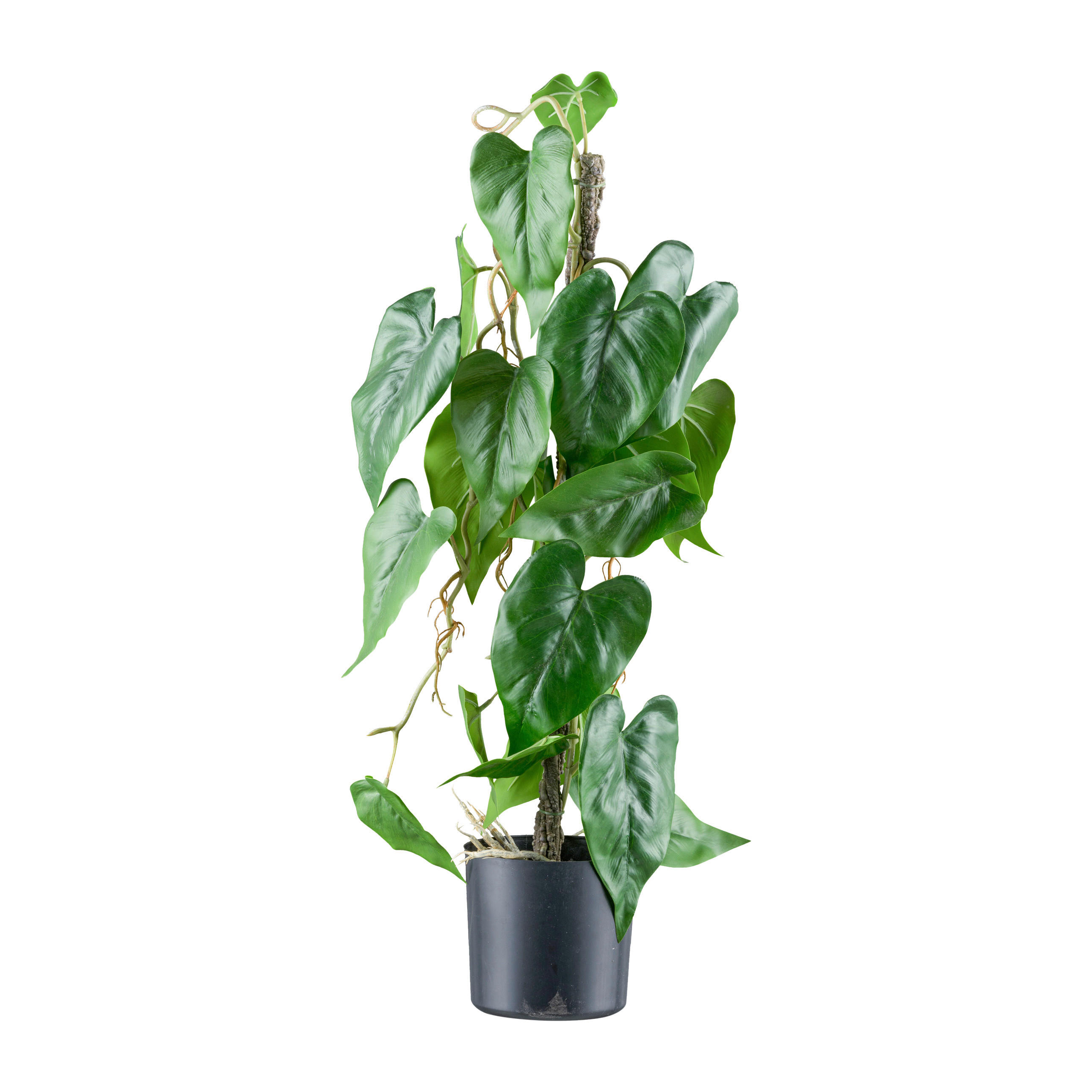 KUNSTPFLANZE Anthurie 66 cm  - Schwarz/Braun, Design, Kunststoff (66cm)