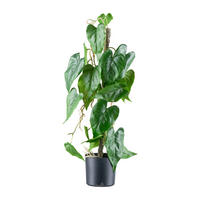 KUNSTPFLANZE Anthurie 66 cm  - Schwarz/Braun, Design, Kunststoff (66cm)