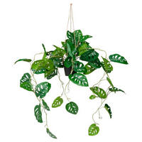 UMELÁ RASTLINA monstera  - hnedá/čierna, Modern, plast (75/100/63cm) - MID.YOU
