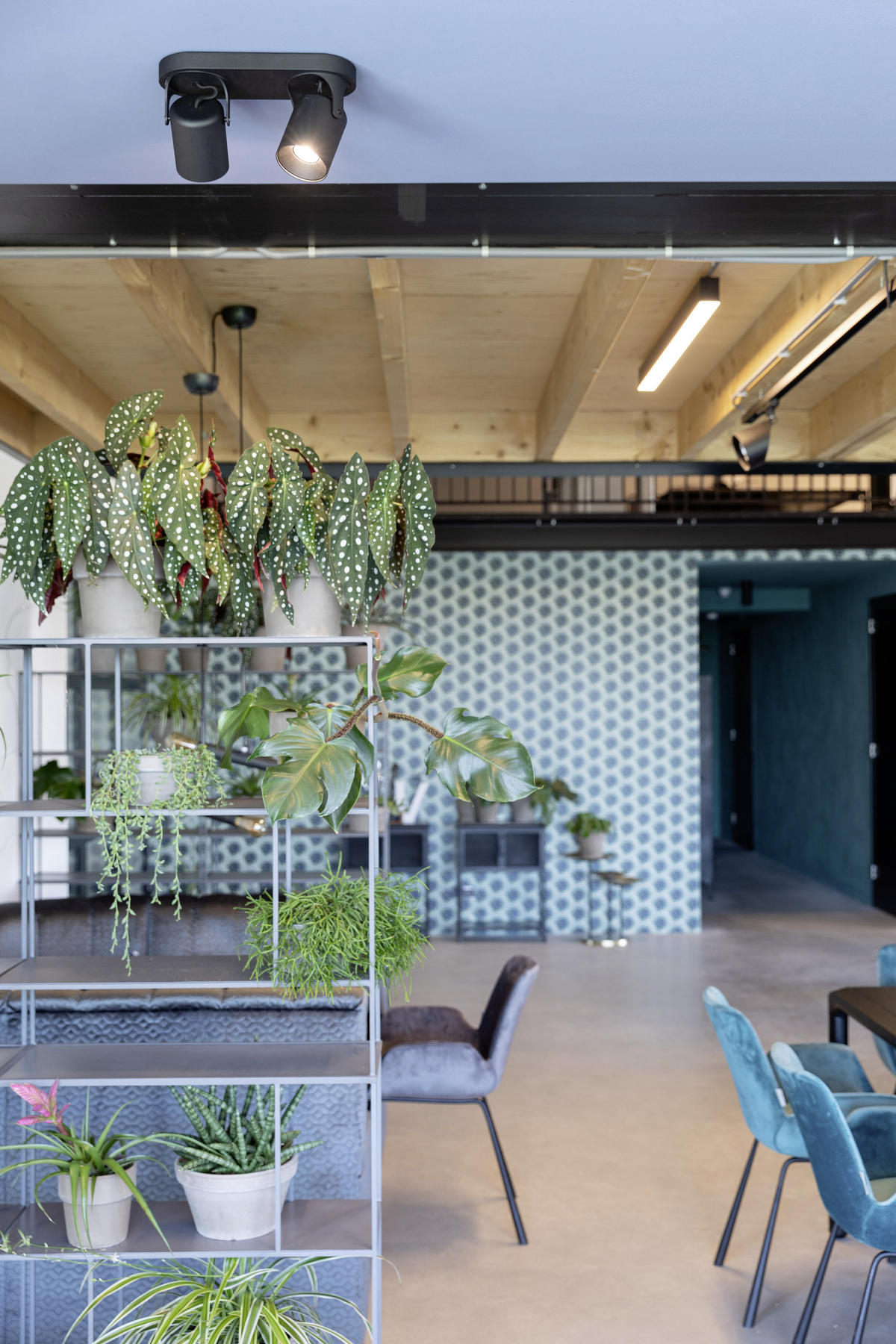 DECKENLEUCHTE 12/17/31 cm   - Schwarz, Basics, Metall (12/17/31cm) - Zuiver